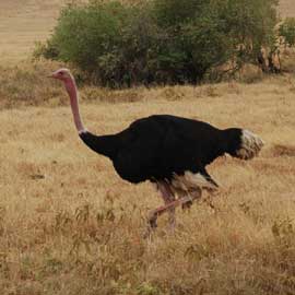ostrich